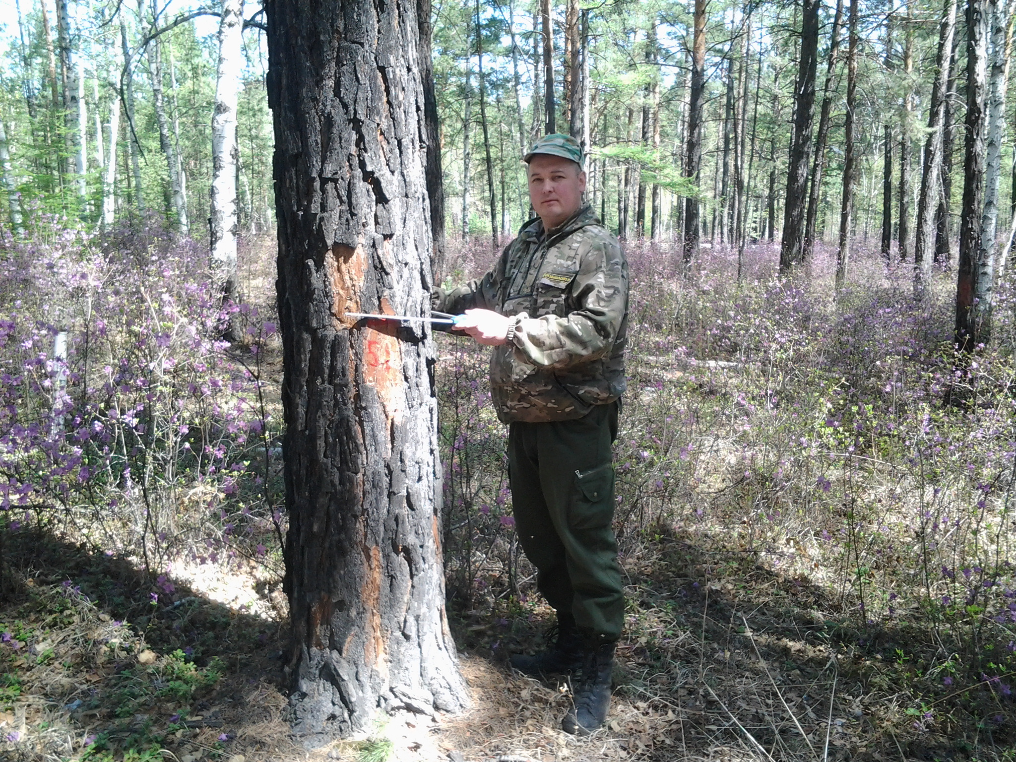 В ЦЗЛ Забайкальского края стартует фотоконкурс «Сохранять леса – дело жизни»